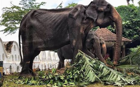 Animal Rights in India: The Unheard Pleas of India's Stray Sentinels
