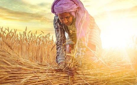 Redesigning Agricultural Approach To Millet Production As A Key For Sustainable Development In Budget 2023-2024